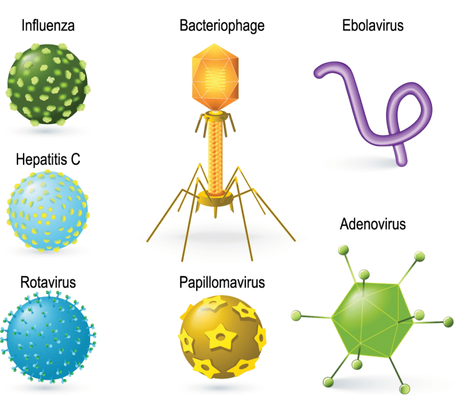 Virus Going Around October 2024