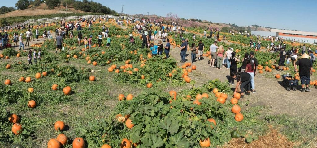 Cal Poly Pumpkin Patch October 2024 photo opportunities