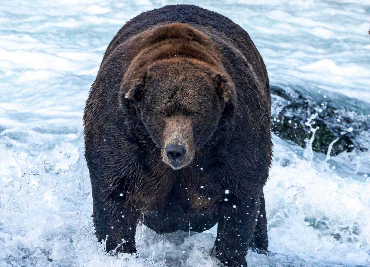 Fat Bear Week 2024: How to Get Involved and Support the Bears