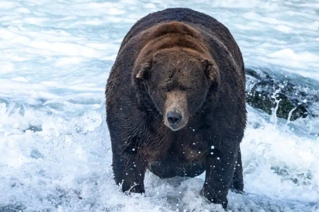 Fat Bear Week 2024: The Biggest Bears in Katmai National Park