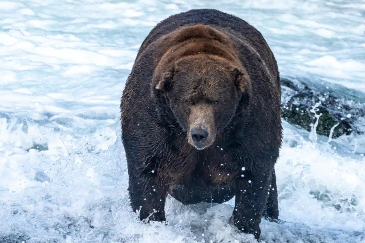 Fat Bear Week 2024: The Biggest Bears in Katmai National Park