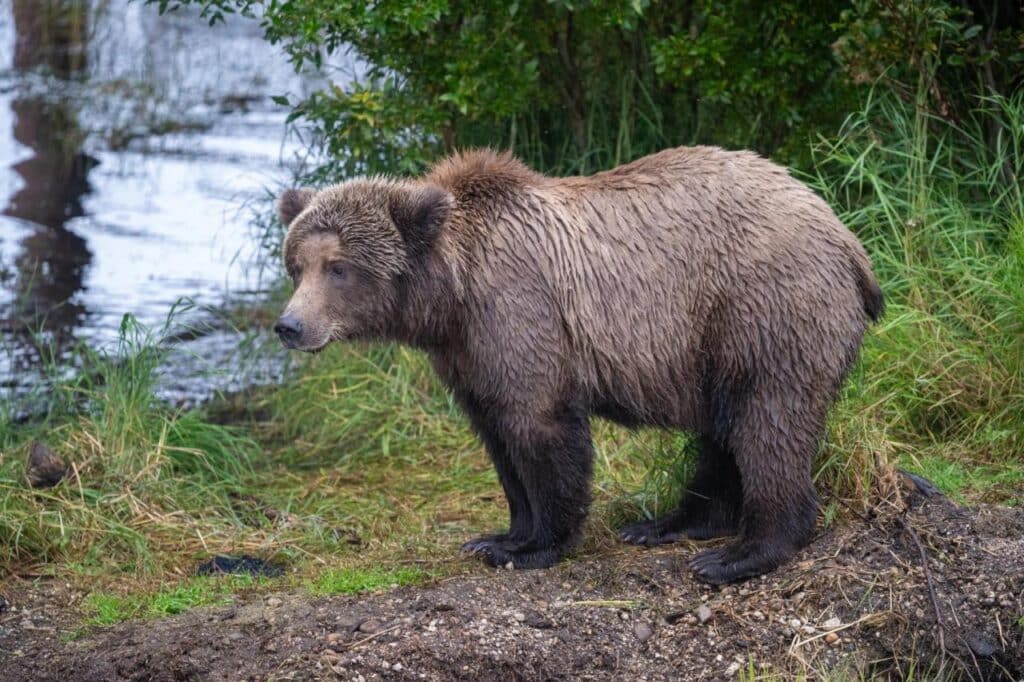 Fat Bear Week 2024: How to Get Involved and Support the Bears
