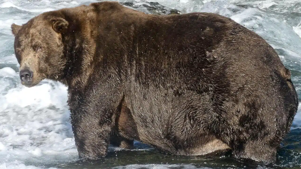 Fat Bear Week 2024 Voting Results and Analysis