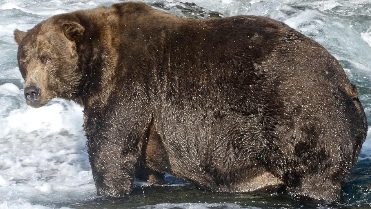 Fat Bear Week 2024: The Science Behind the Bears' Weight Gain