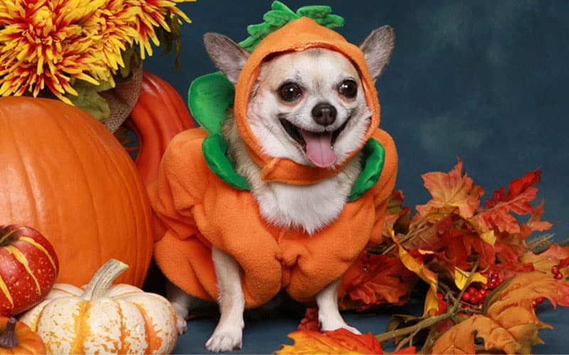 Halloween costume ideas for pets 2024