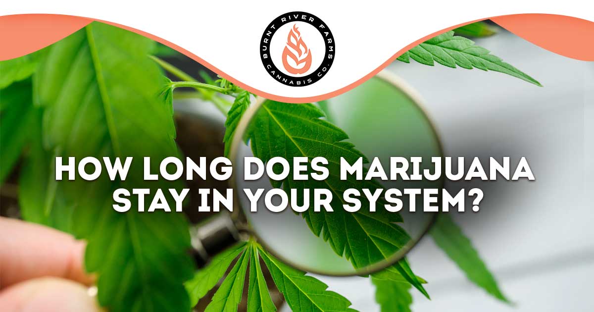 How long does marijuana stay in your system for a drug test in October 2024