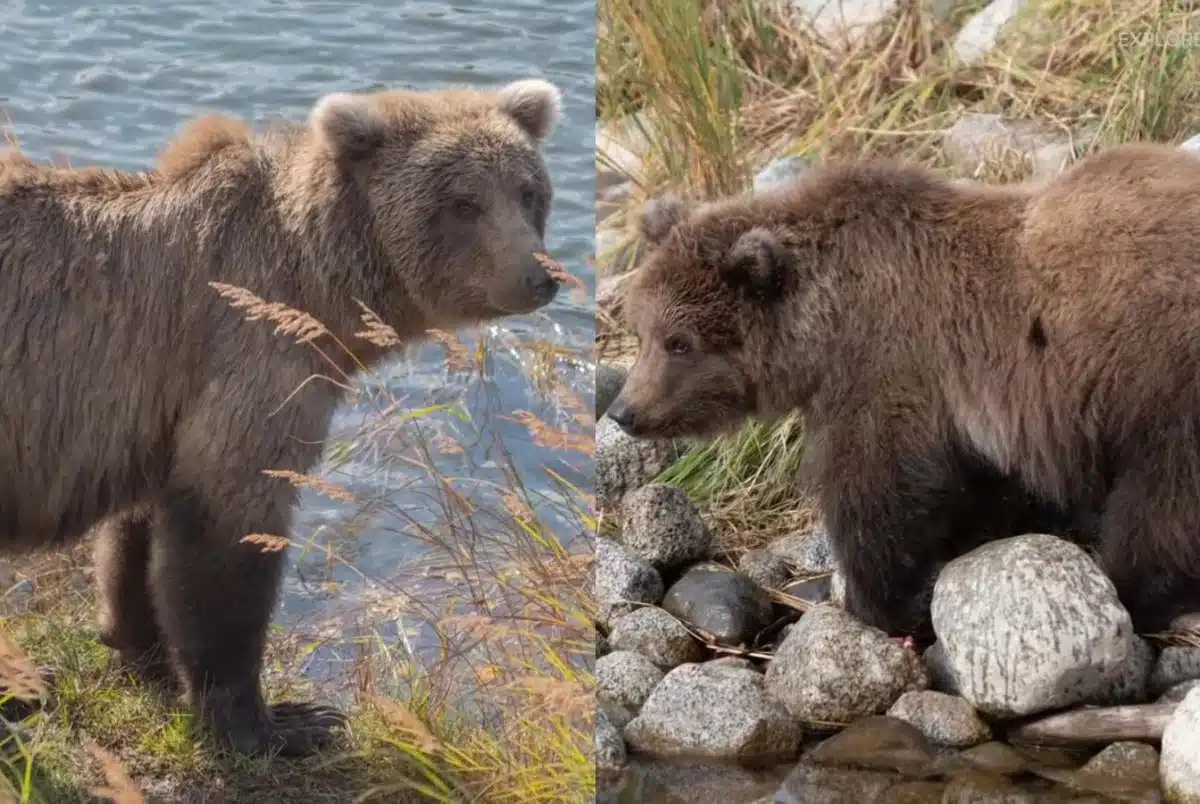 Fat Bear Week 2024: The Biggest Bears in Katmai National Park