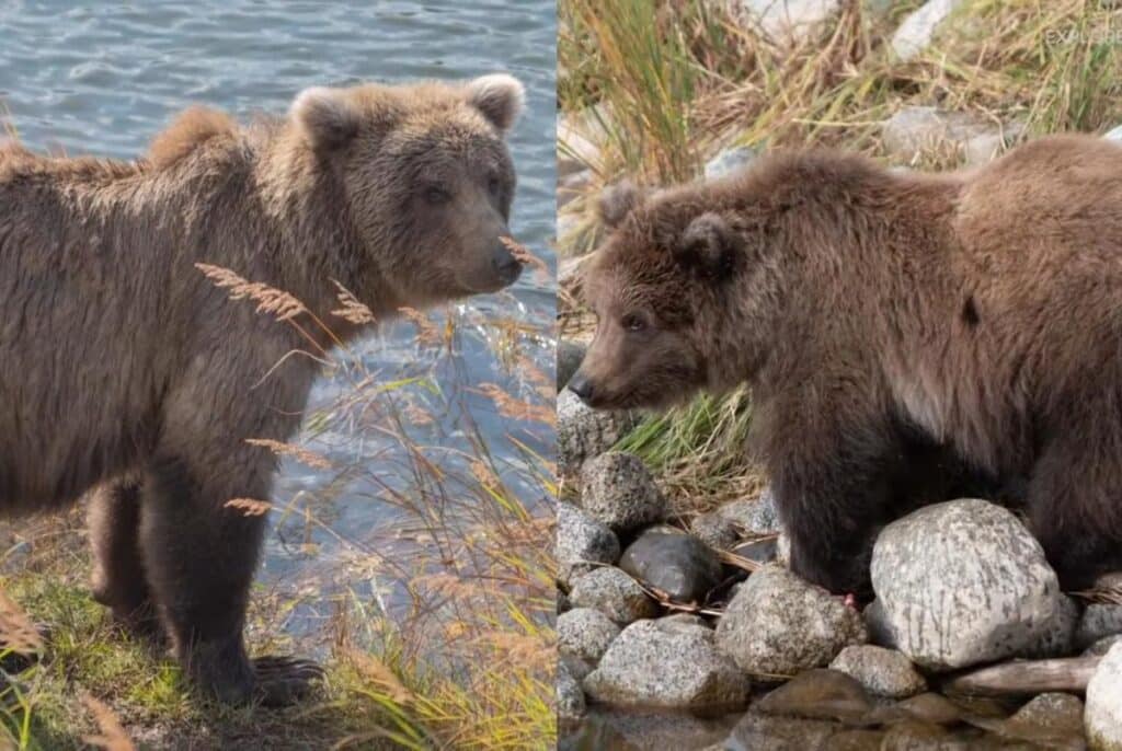 Fat Bear Week 2024: The Best Places to See Bears in Katmai National Park