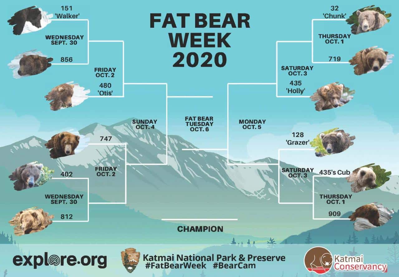 Fat Bear Week October 2024