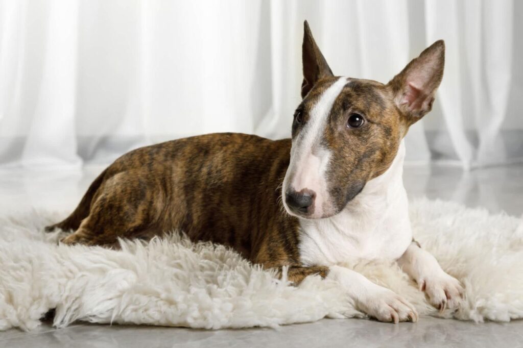 Apartment Complexes Near Me Dog Friendly 2024