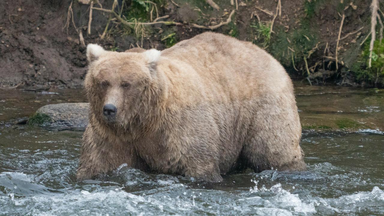 Fat Bear Week 2024: The Importance of Conservation and Wildlife Protection