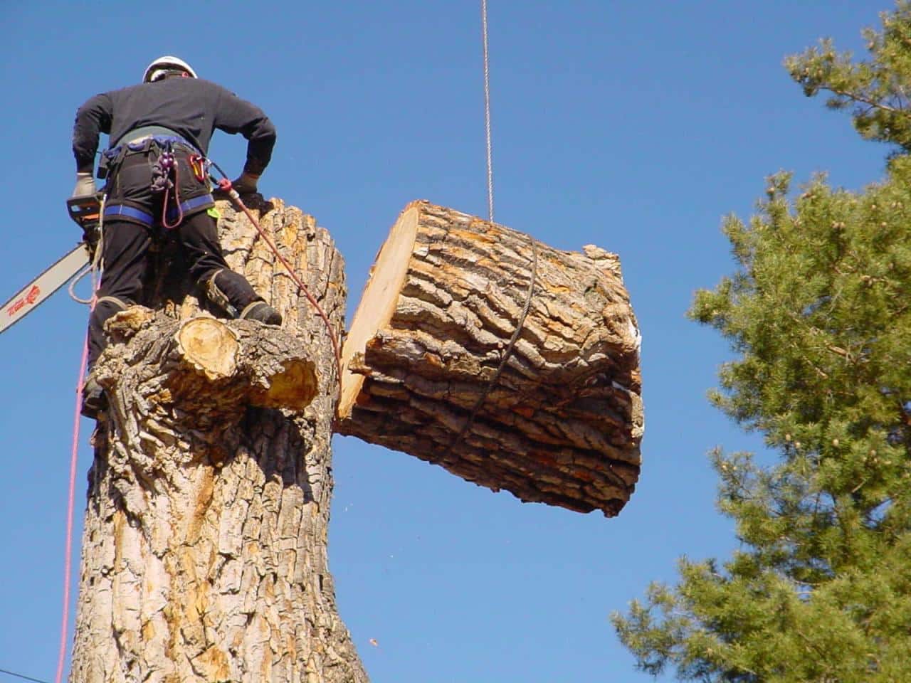 Tree Cutters Near Me