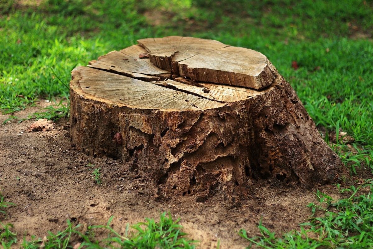 Tree Stump Removal Service Near Me
